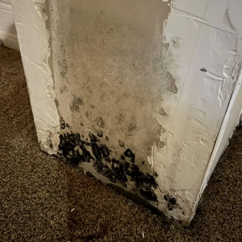 Professional Mold Removal in Springfield, NH